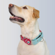 Dogobow Aztec Martingale Collar for Dogs (Teal Pink) (Get a Bow Free) Discount