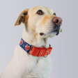 Dogobow Hearty Martingale Collar (Blue Red) (Get a Bow Free) Online Hot Sale