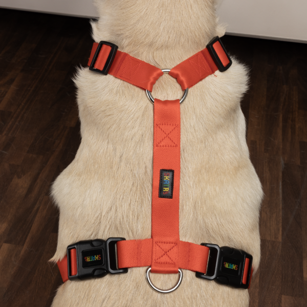 Skatrs Premium H Harness for Dogs (Coral Red) Online now