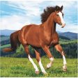 Horse & Pony Napkins - Beverage 16 Pkt Cheap