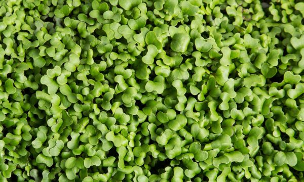 Salad Mix Microgreens For Cheap