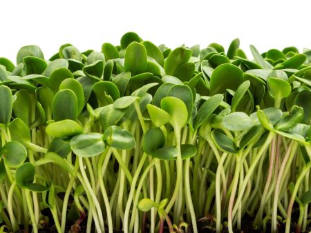 Sunflower Microgreens Fashion