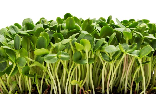 Sunflower Microgreens Fashion