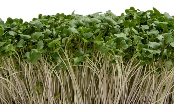 Broccoli Microgreens Fashion