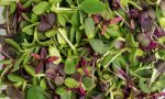 House Microgreens Mix on Sale