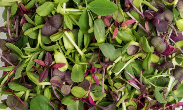 House Microgreens Mix on Sale