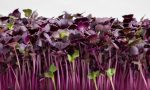 Radish Microgreens Sale