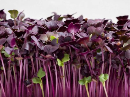 Radish Microgreens Sale