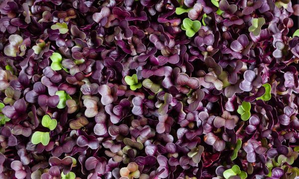 Radish Microgreens Sale